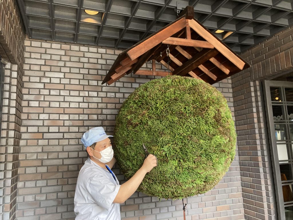 特大70㎝　目立つ　杉玉(酒林) 酒林完成です！☆ Sakebayashi is completed! - 丹沢の地酒 松みどり